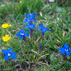 Gentiana verna