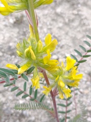 Astragalus alopecuroides