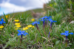 Gentiana verna