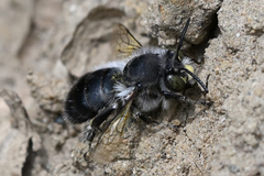 Anthophora pacifica