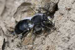 Anthophora pacifica