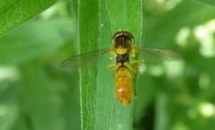 Sphaerophoria rueppellii