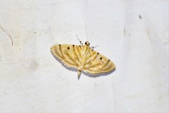 Notarcha tigrina