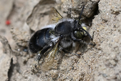 Anthophora pacifica