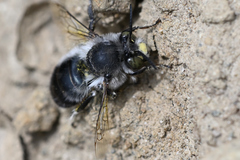 Anthophora pacifica