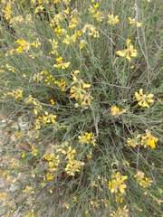 Coronilla minima lotoides
