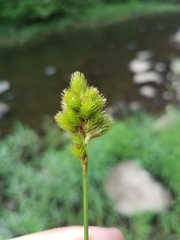 Carex tribuloides