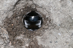 Anthophora pacifica