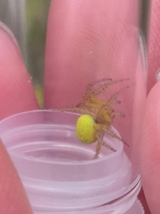 Araniella cucurbitina