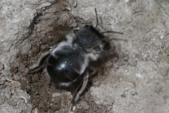 Anthophora pacifica