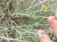 Coronilla minima lotoides