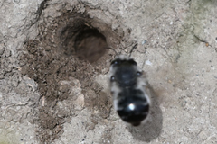 Anthophora pacifica