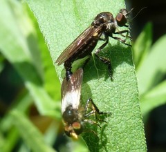 Holopogon nigripennis