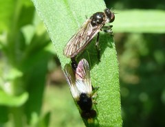 Holopogon nigripennis