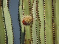 Stenocereus montanus