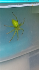 Micrommata virescens