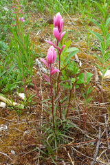 Castilleja raupii