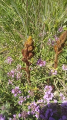 Orobanche gracilis