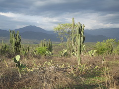 Stenocereus montanus