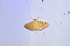 Notarcha tigrina