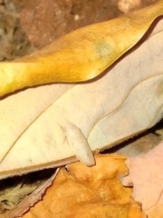 Hamana