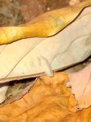 Hamana