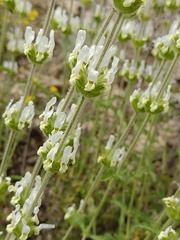 Sideritis hirsuta