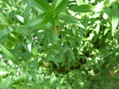 Sphaerophoria rueppellii