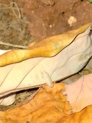 Hamana