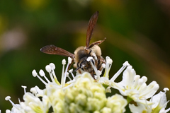 Andrena astragali