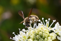 Andrena astragali