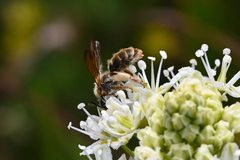 Andrena astragali