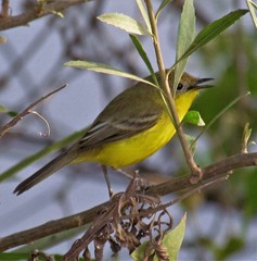 Pseudocolopteryx dinelliana