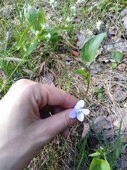 Viola nemoralis