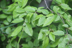 Carpinus orientalis