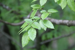 Carpinus orientalis