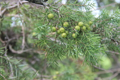 Juniperus deltoides