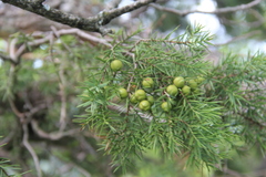 Juniperus deltoides
