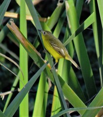 Pseudocolopteryx dinelliana