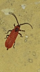 Dictyoptera aurora