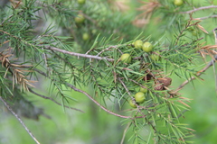 Juniperus deltoides