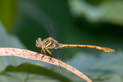Aphylla angustifolia