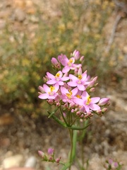 Centaurium quadrifolium