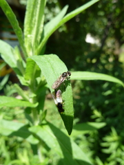 Holopogon nigripennis