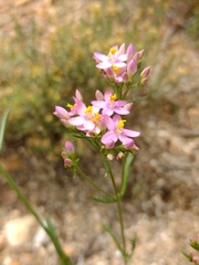 Centaurium quadrifolium