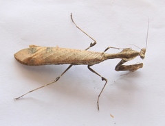 Epaphrodita musarum