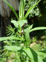 Holopogon nigripennis