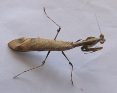 Epaphrodita musarum