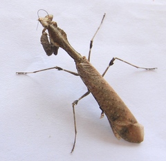 Epaphrodita musarum