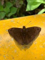 Telemiades centrites